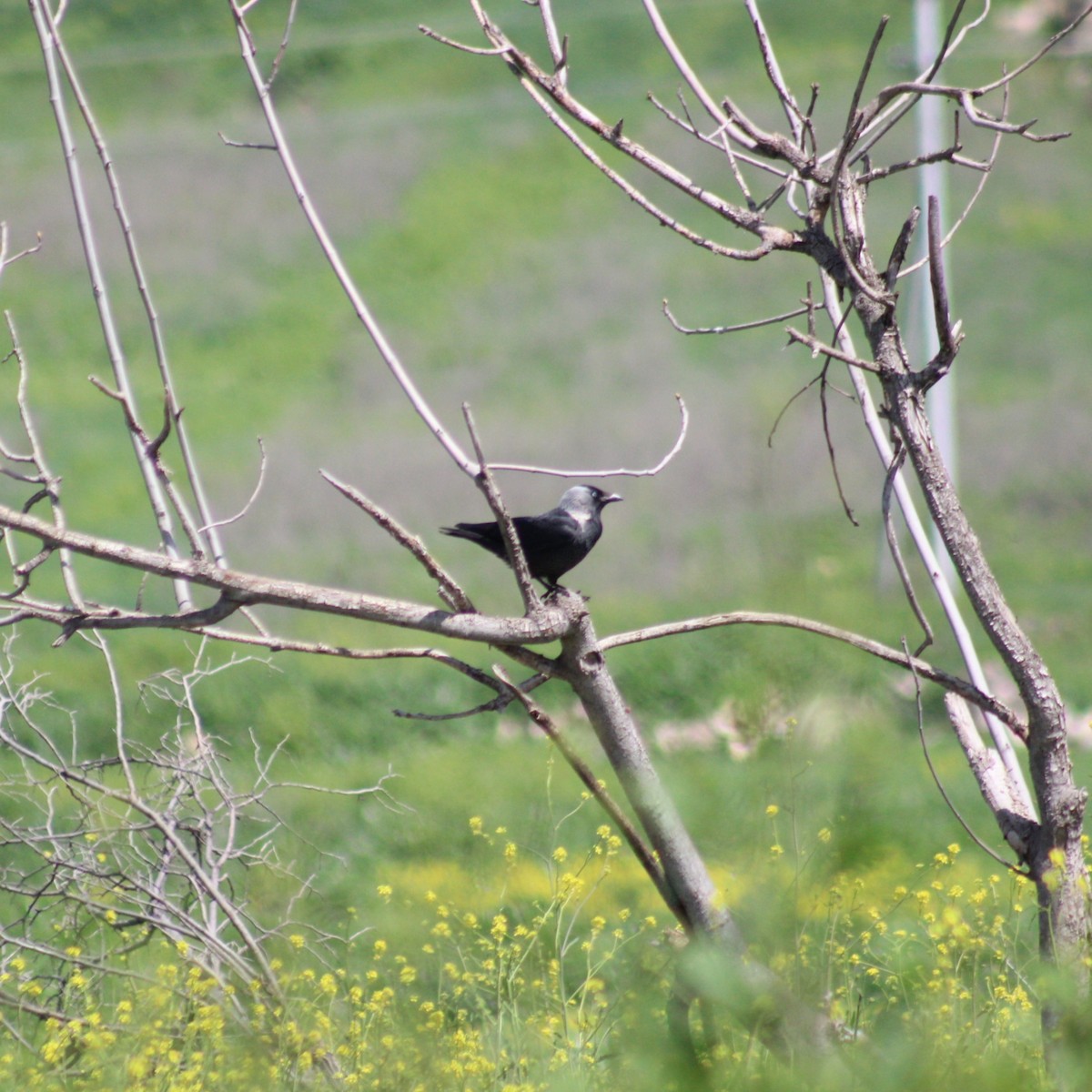 Eurasian Jackdaw - ML617422654