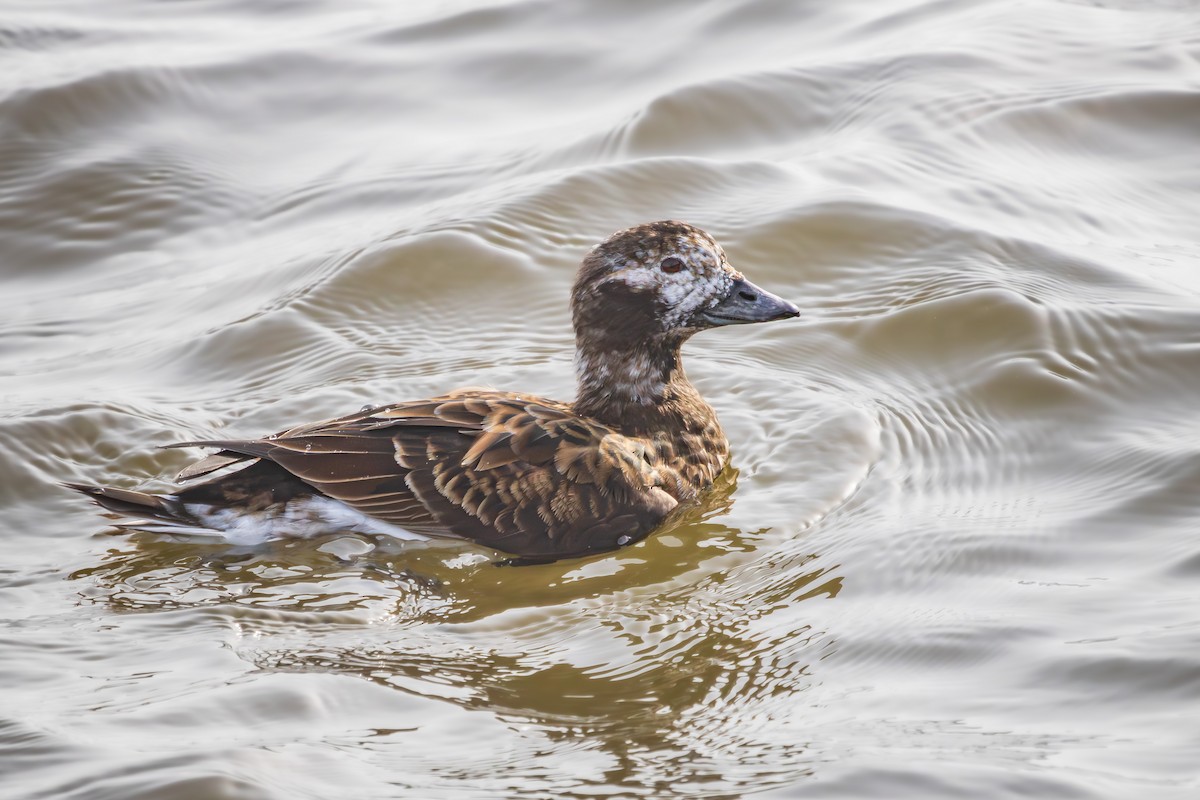Long-tailed Duck - ML617422674