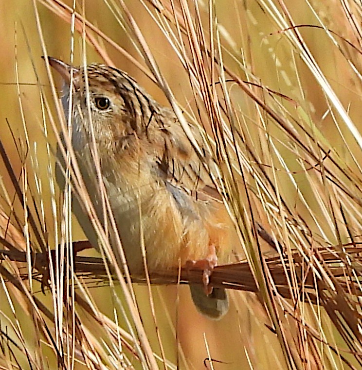 Desert Cisticola - Niel Bruce