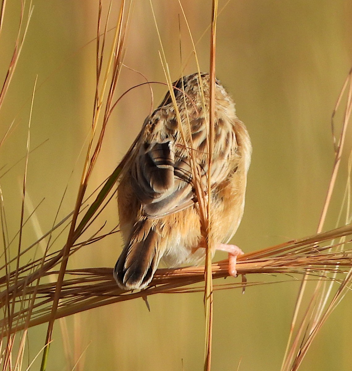 Desert Cisticola - ML617422679