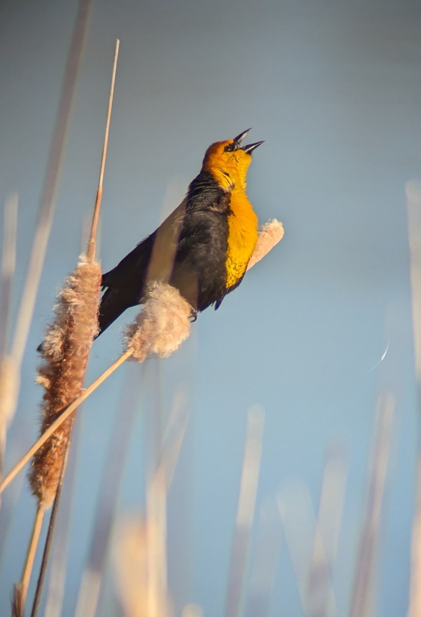 Yellow-headed Blackbird - Andrew McFadden