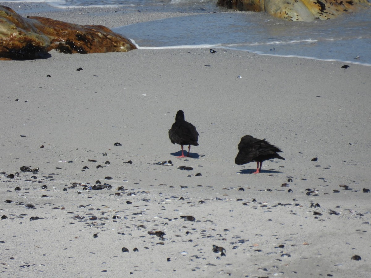 African Oystercatcher - James Schofield