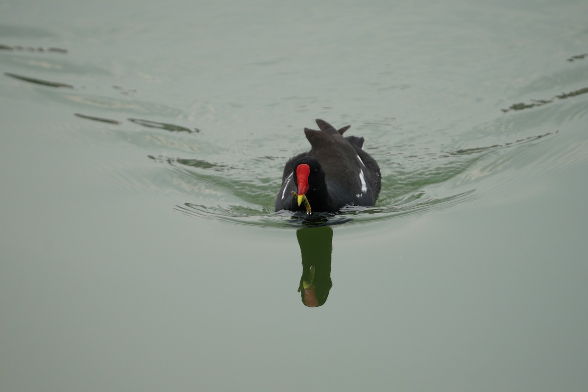 Eurasian Moorhen - ML617422819