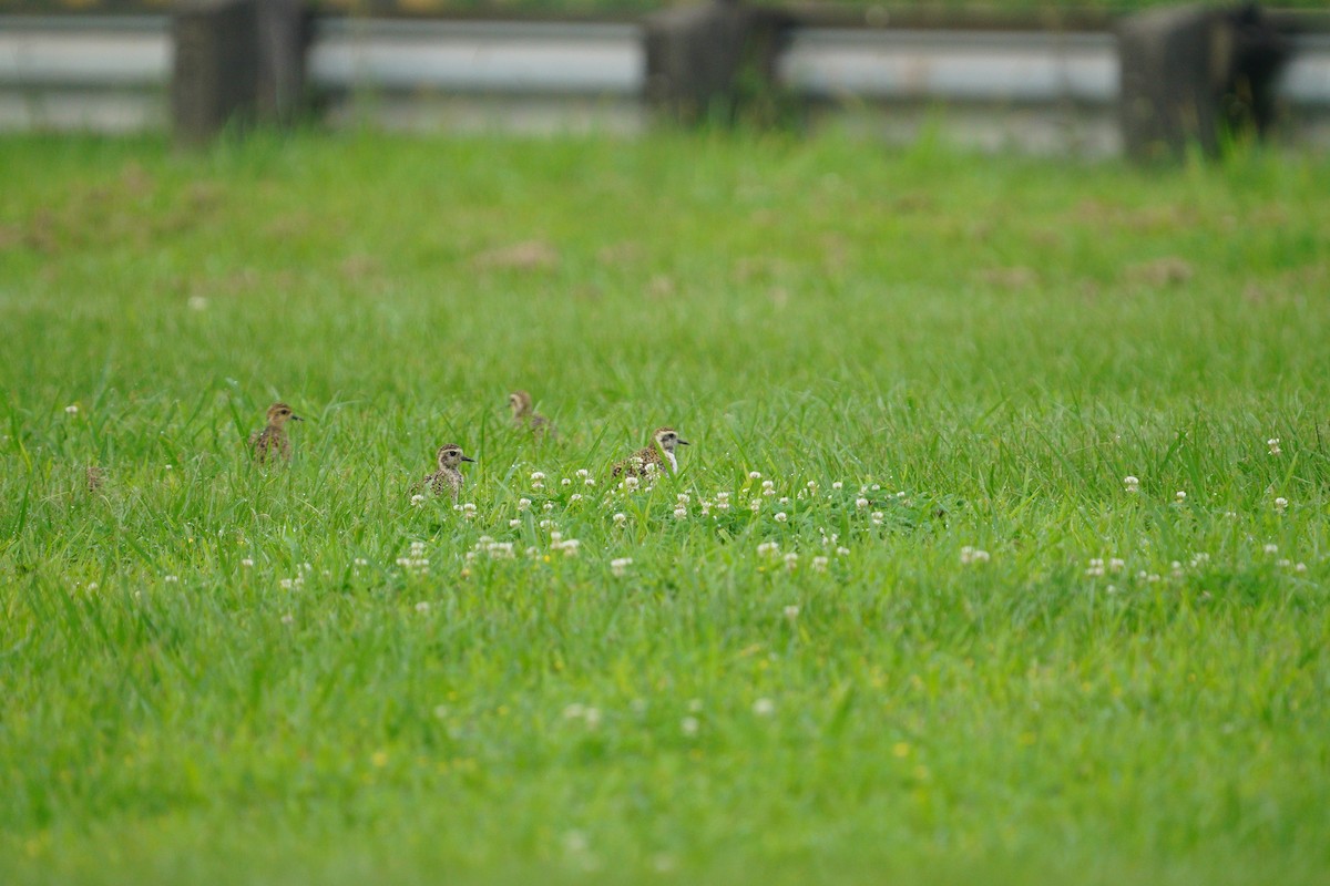 Pacific Golden-Plover - ML617422829