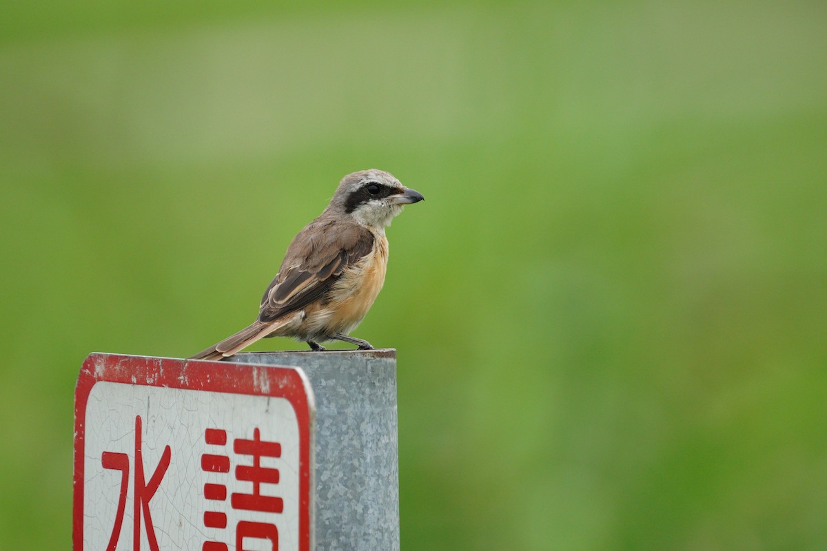 Brown Shrike - ML617422857