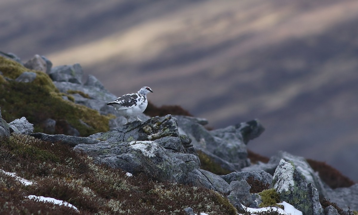 Rock Ptarmigan - ML617422862