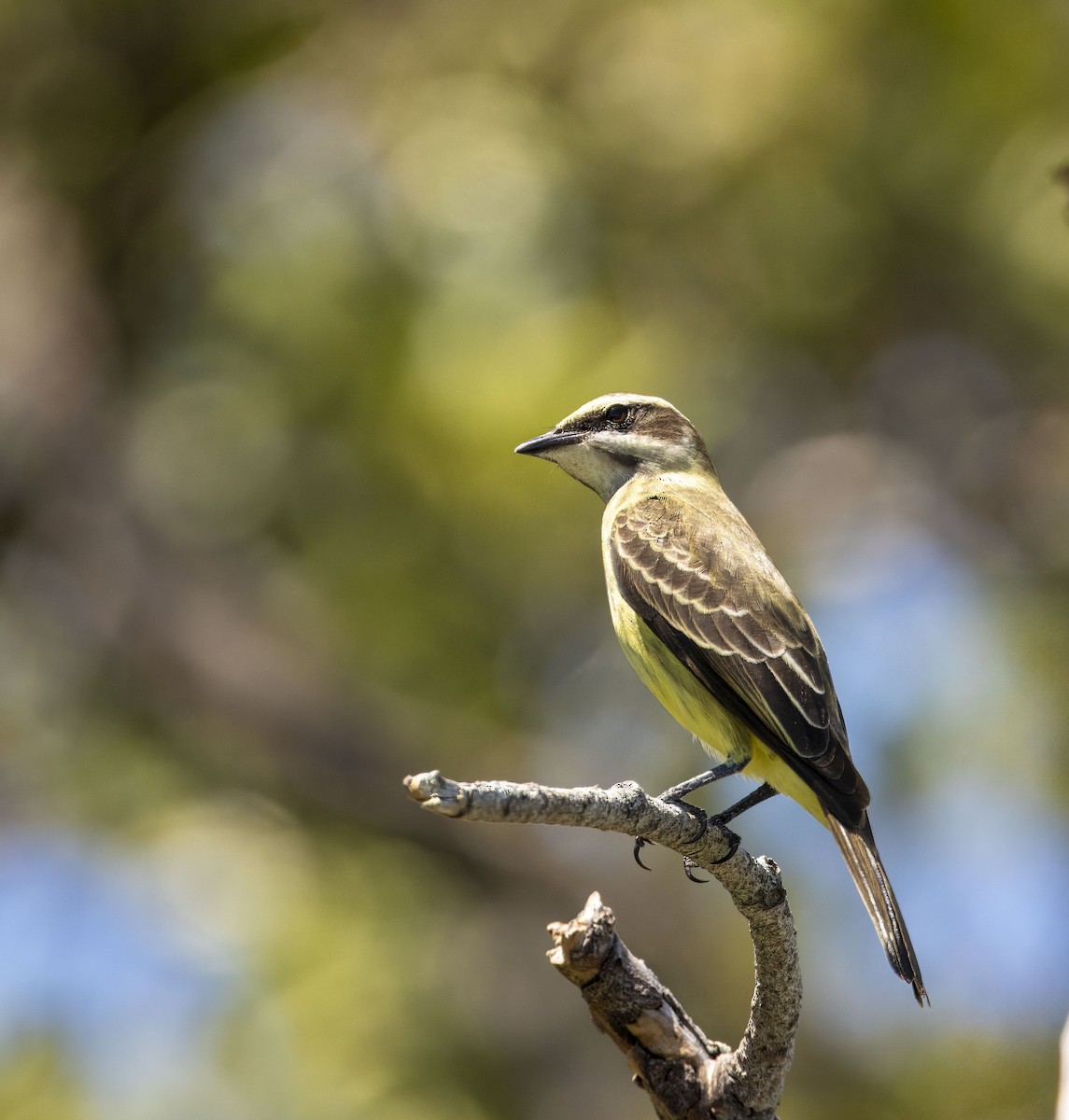 Piratic Flycatcher - ML617422876