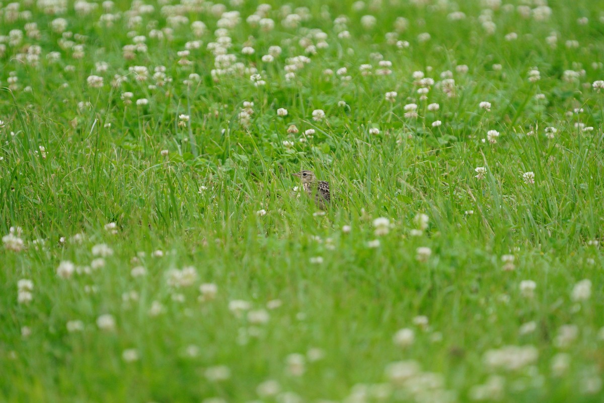 Oriental Skylark - ML617422882