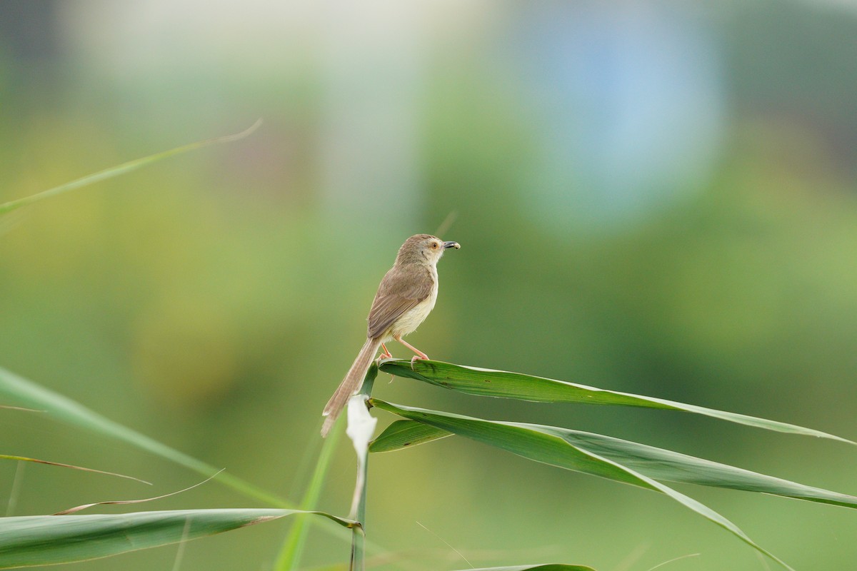 Plain Prinia - ML617422888