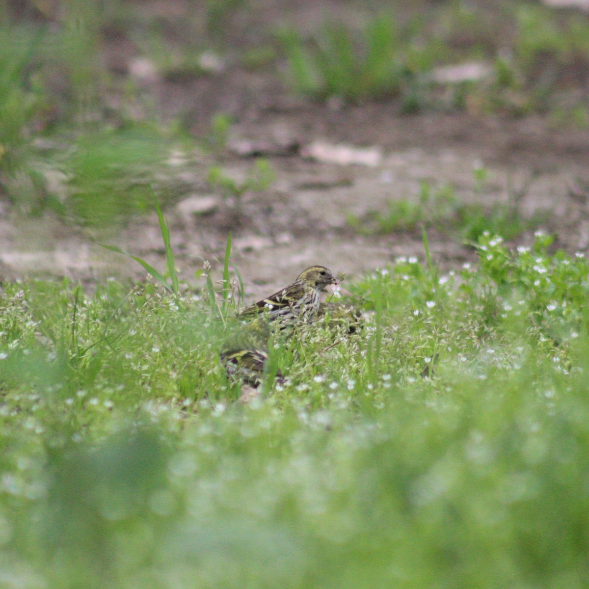 Eurasian Siskin - ML617422895