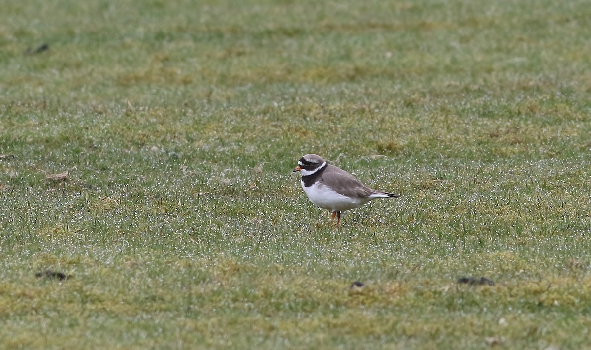 Common Ringed Plover - ML617422905