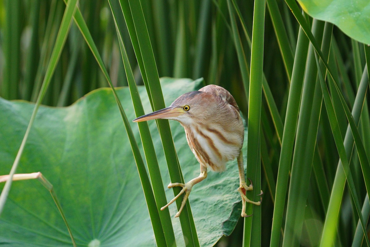 Yellow Bittern - ML617422930