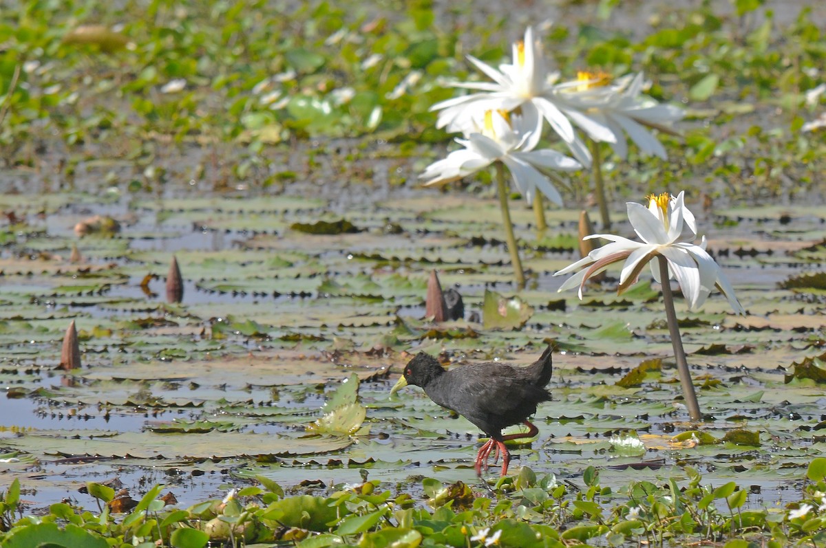 Black Crake - ML617422938