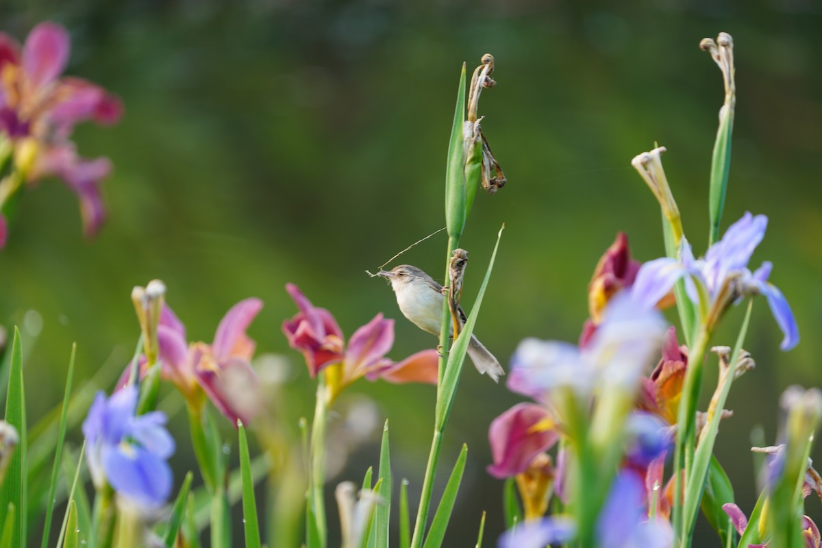 Plain Prinia - ML617422958