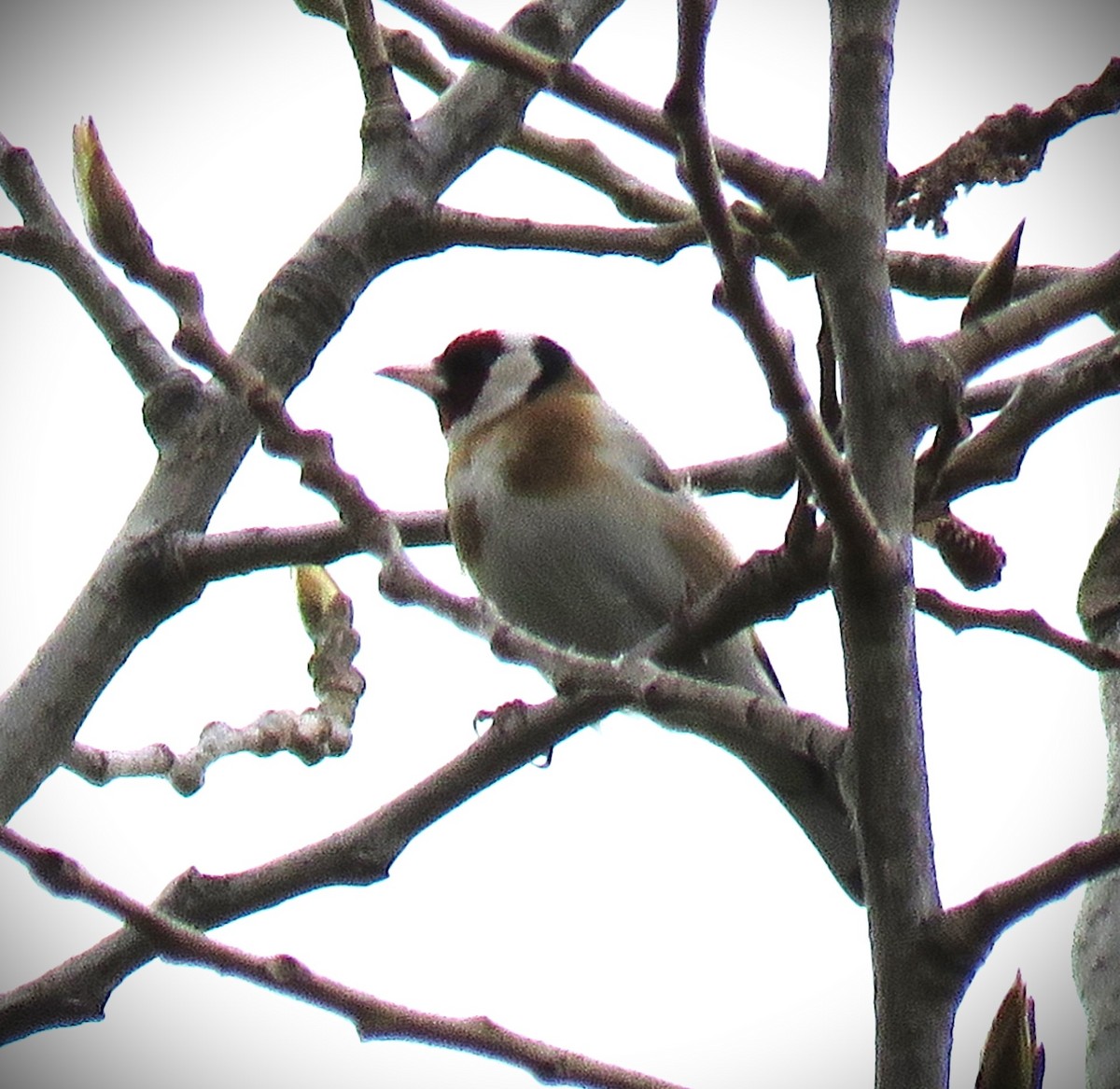 European Goldfinch - Michael Long