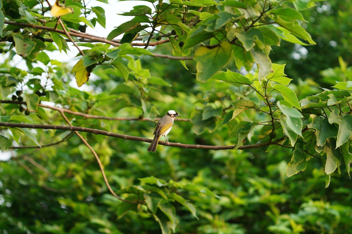 Light-vented Bulbul - 克遠 季