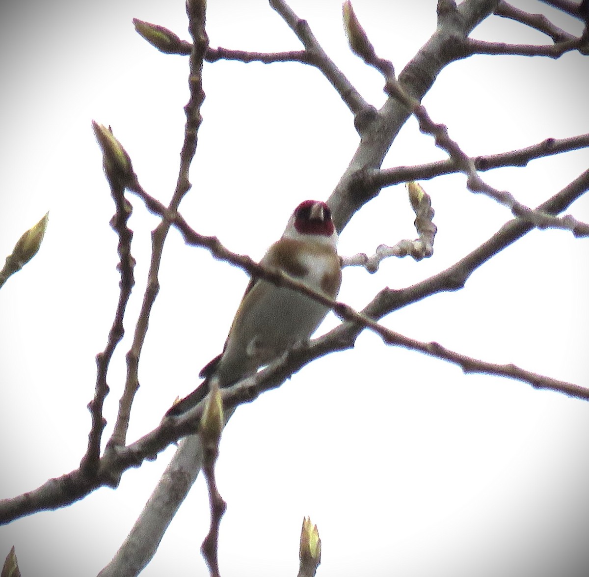 European Goldfinch - Michael Long