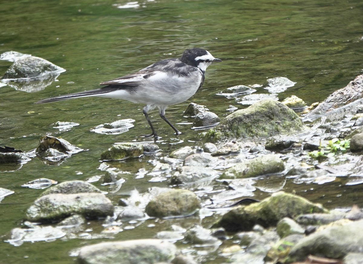 White Wagtail (ocularis) - ML617422988