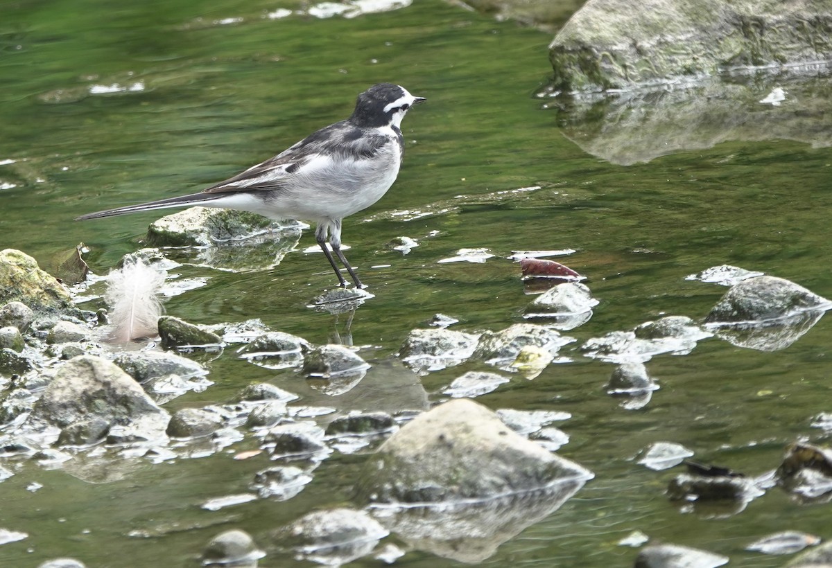 White Wagtail (ocularis) - ML617422990