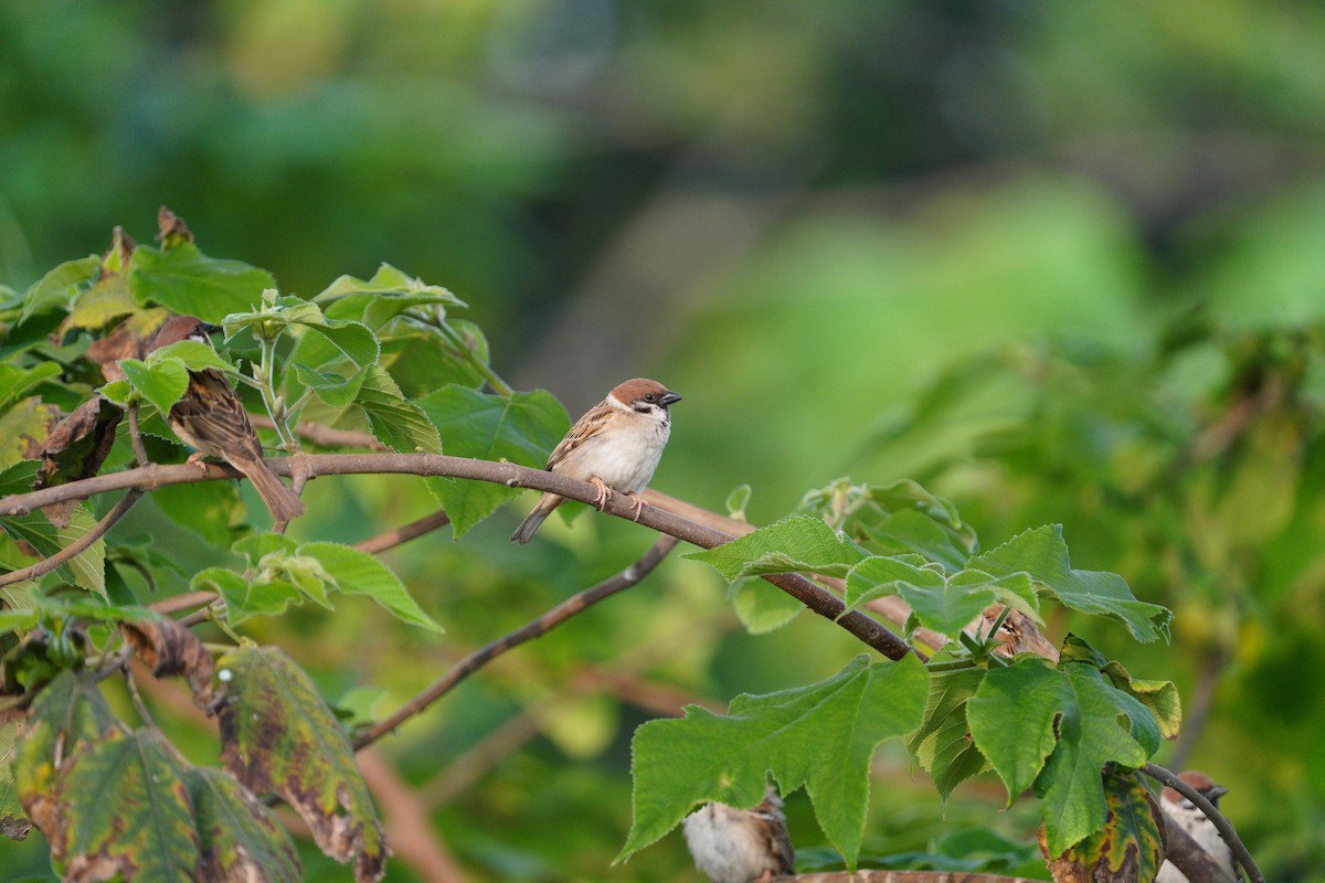 Eurasian Tree Sparrow - ML617423002