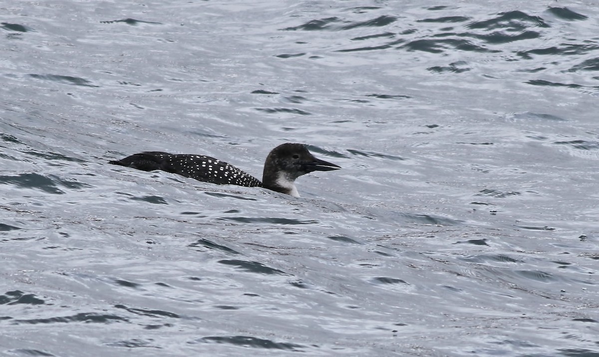 Common Loon - ML617423006