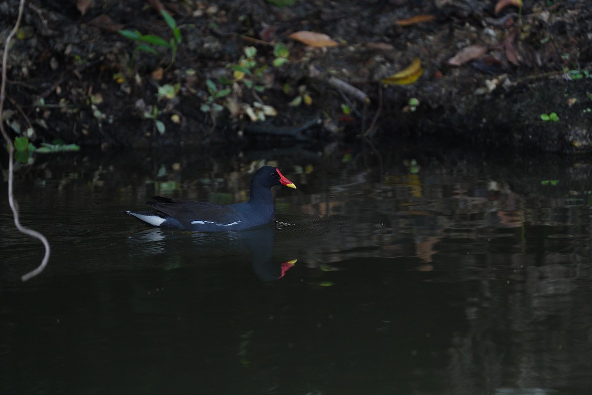 Eurasian Moorhen - ML617423007