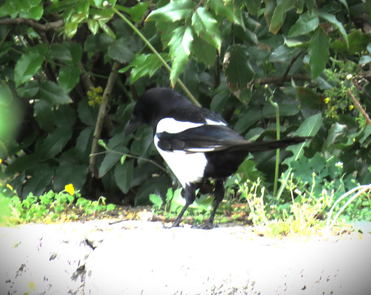 Eurasian Magpie - ML617423023