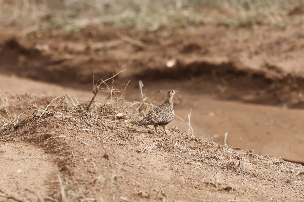 Black-faced Sandgrouse - ML617423027