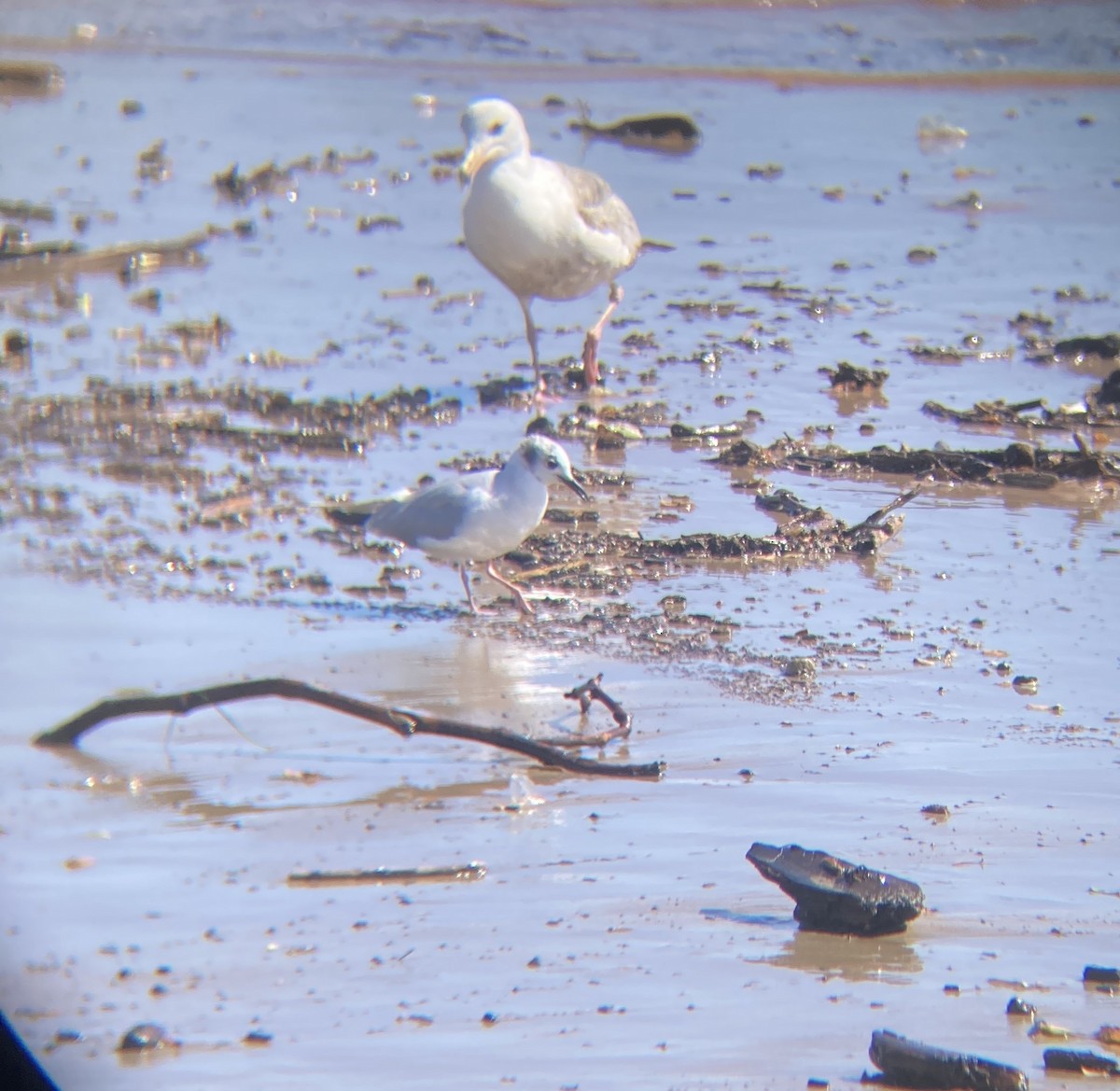 Bonaparte's Gull - ML617423035