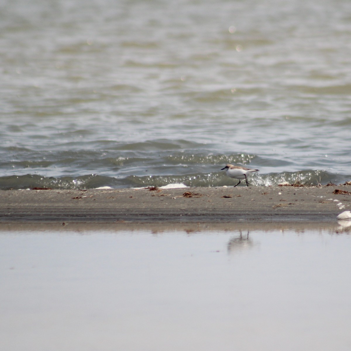 Kentish Plover - ML617423040