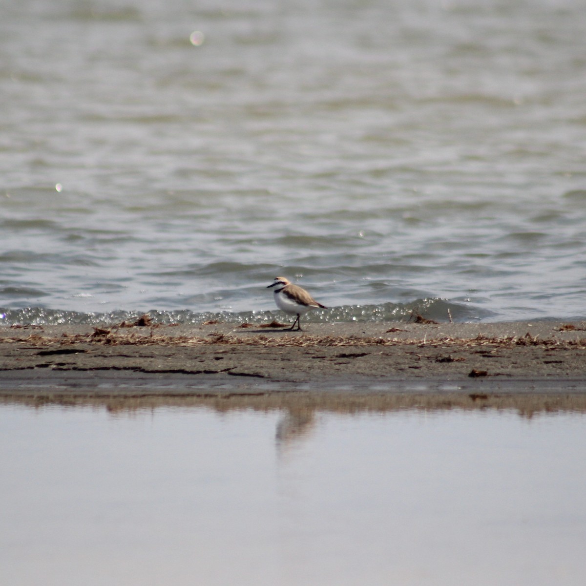Kentish Plover - ML617423043