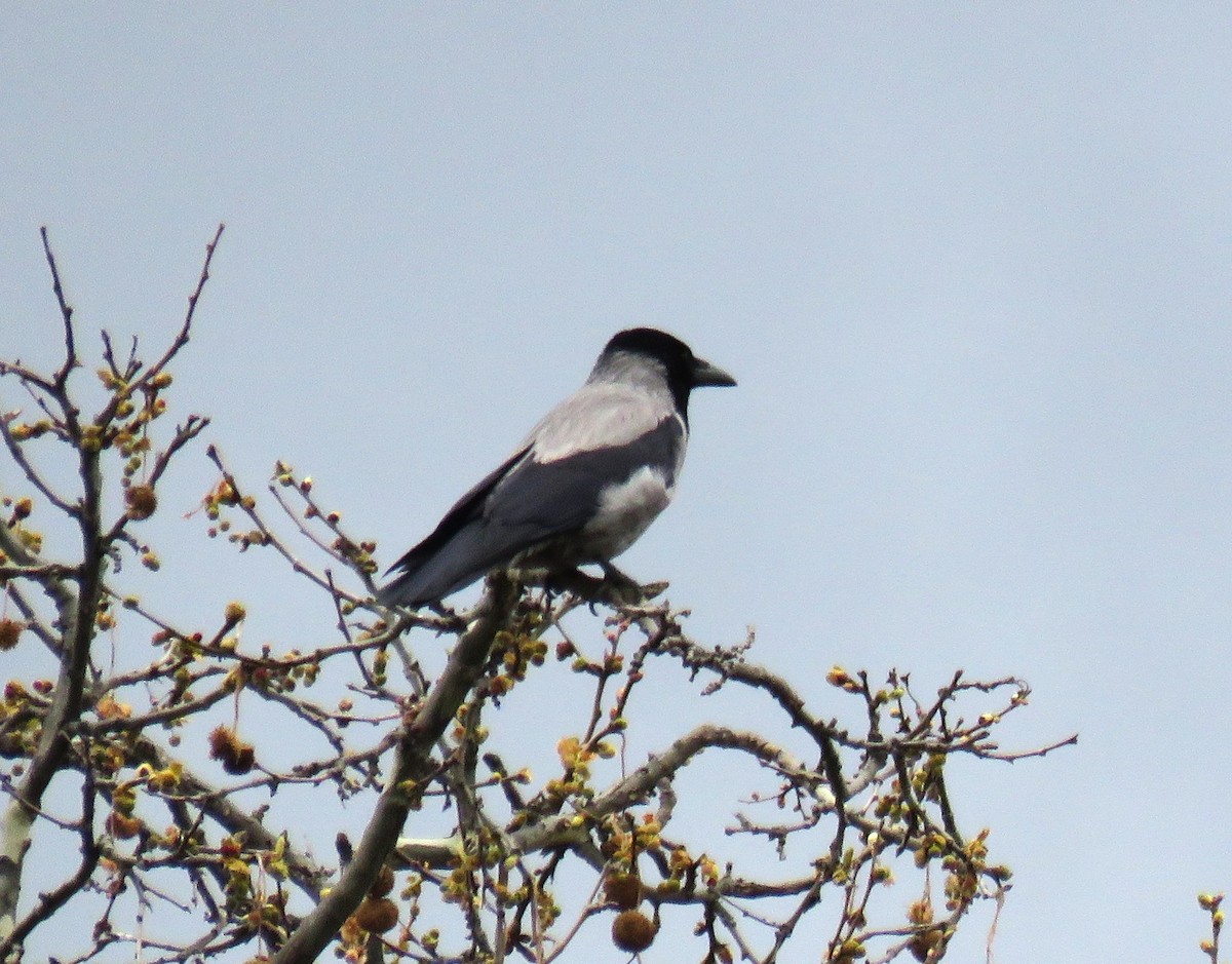 Hooded Crow - Michael Long