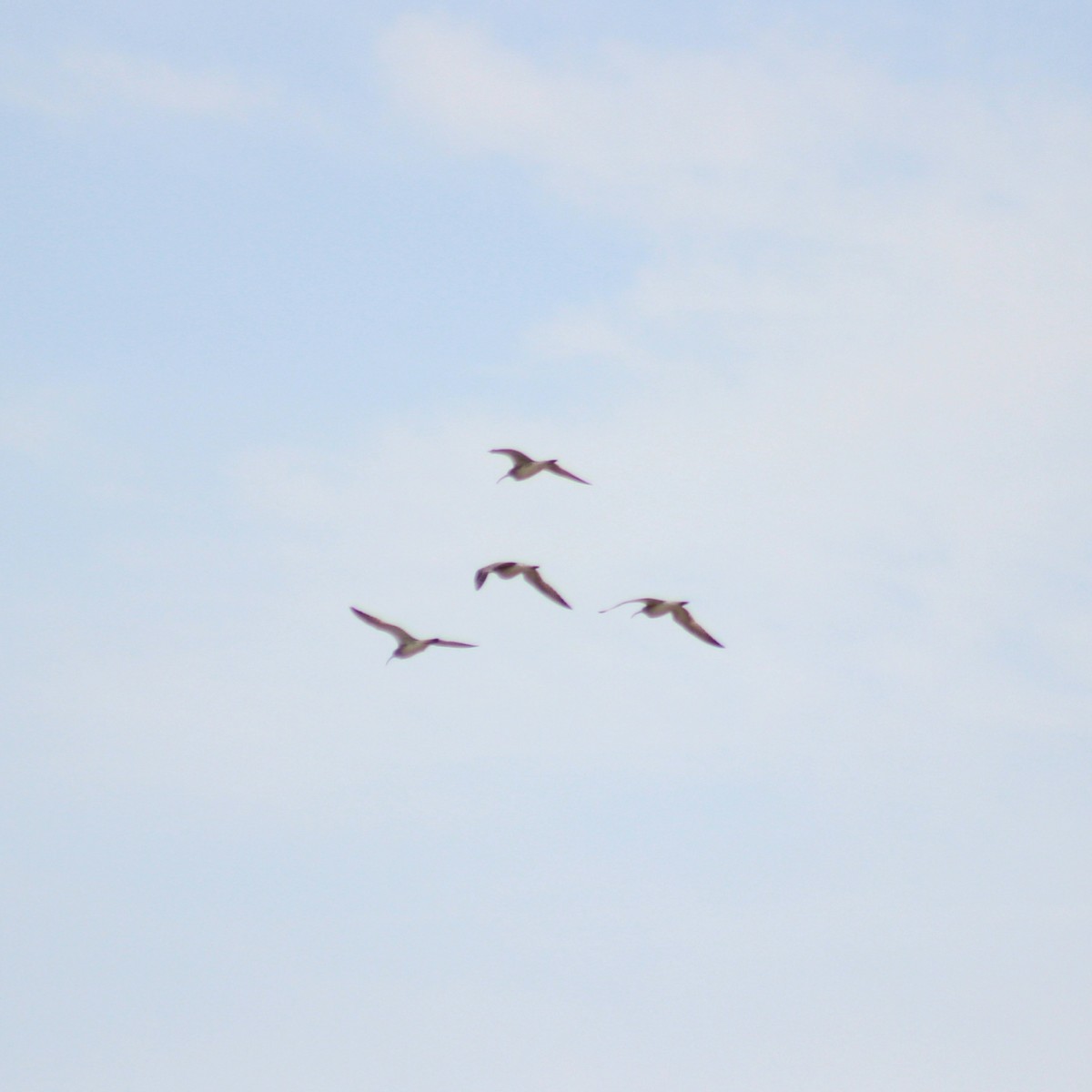 koliha malá - ML617423057