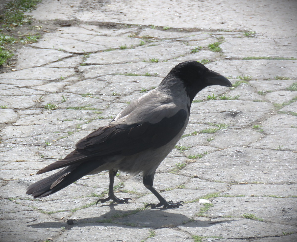 Hooded Crow - ML617423062