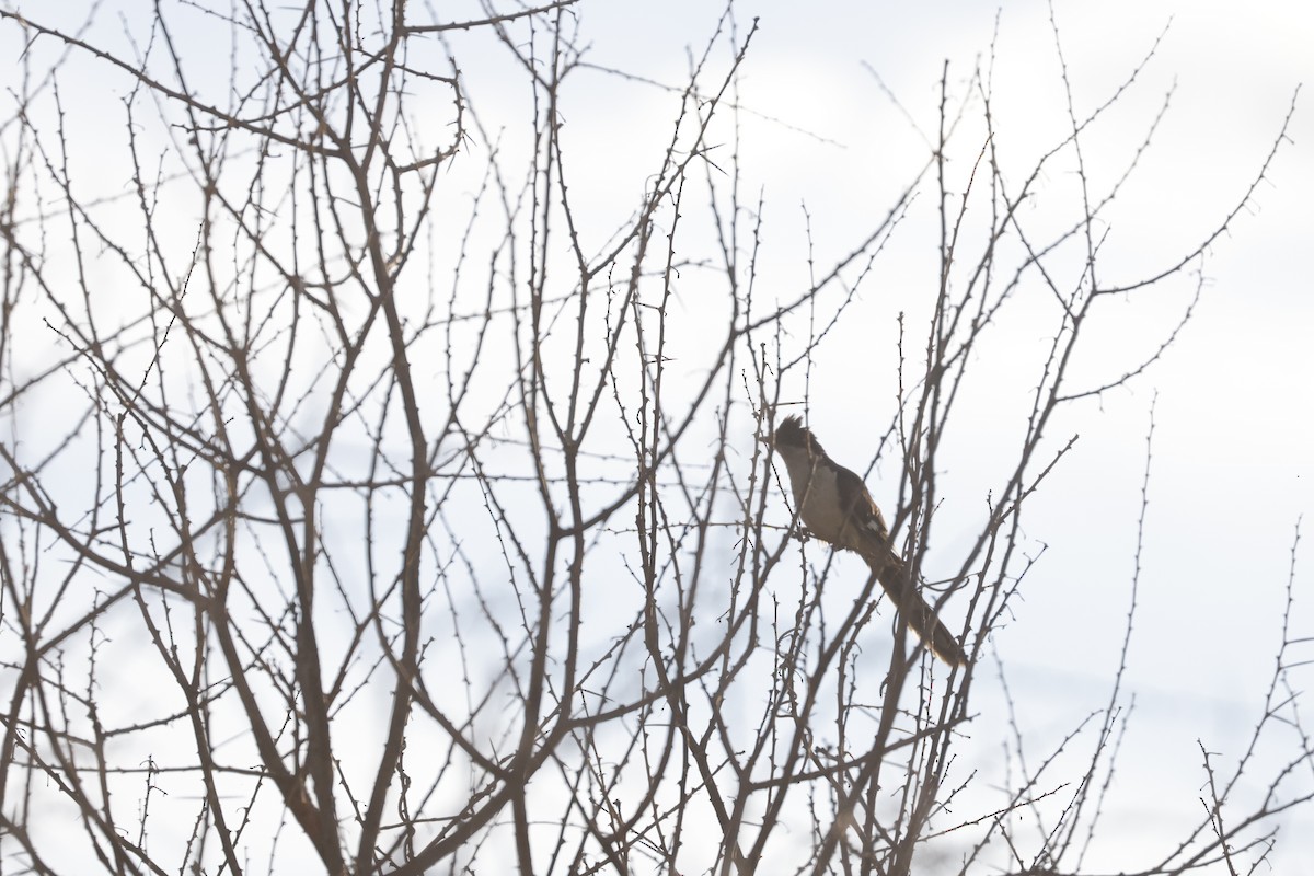 Pied Cuckoo - ML617423072