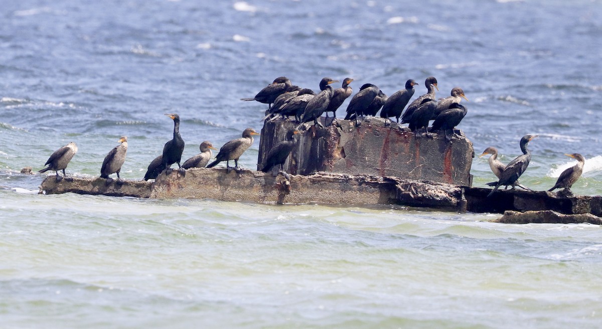 Double-crested Cormorant - Freddy Camara