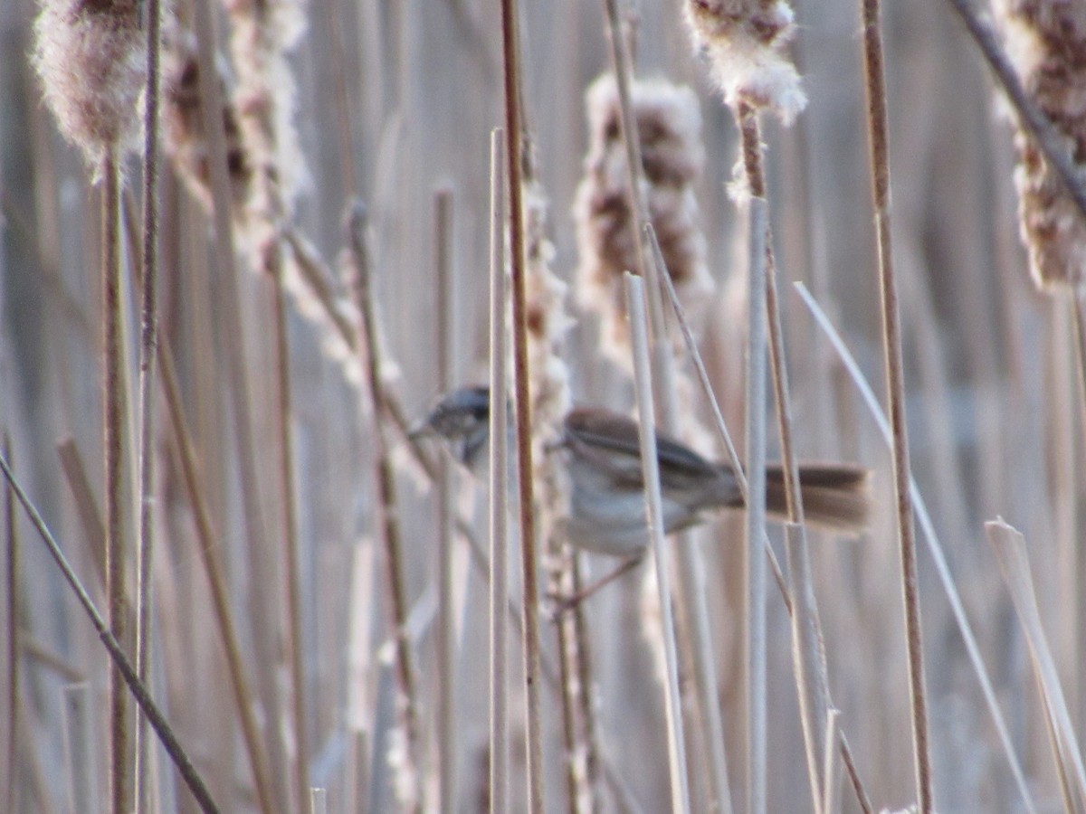 Swamp Sparrow - ML617423082