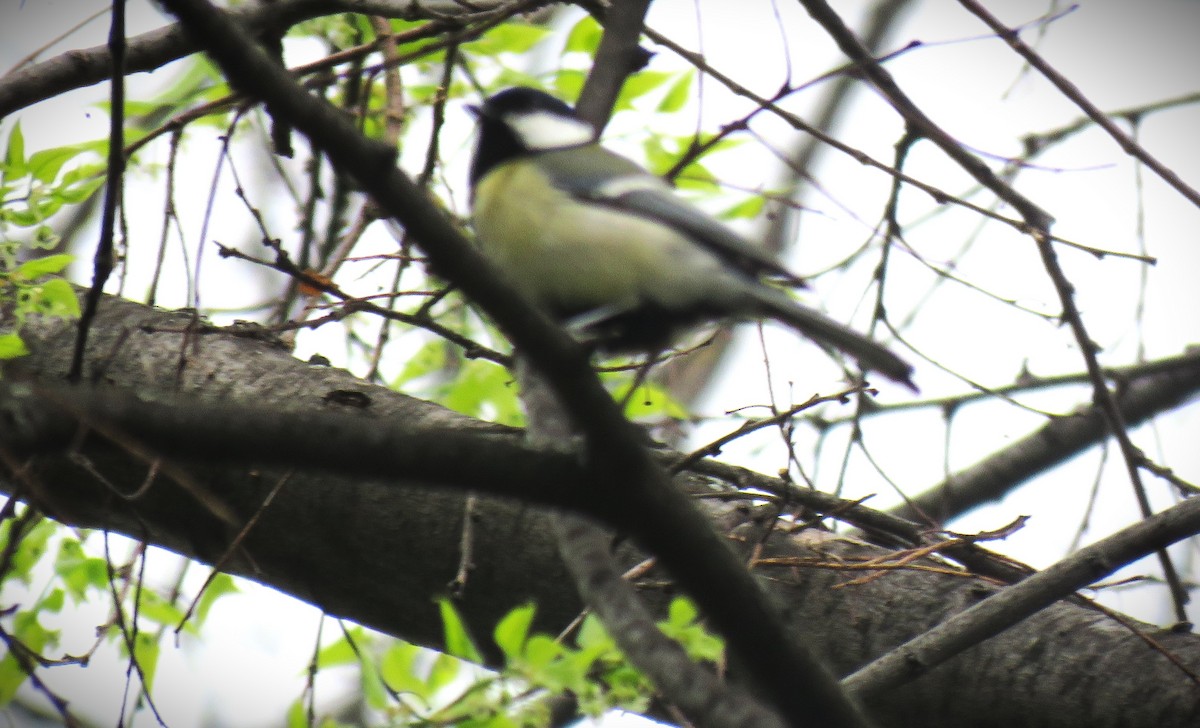 Great Tit - ML617423085