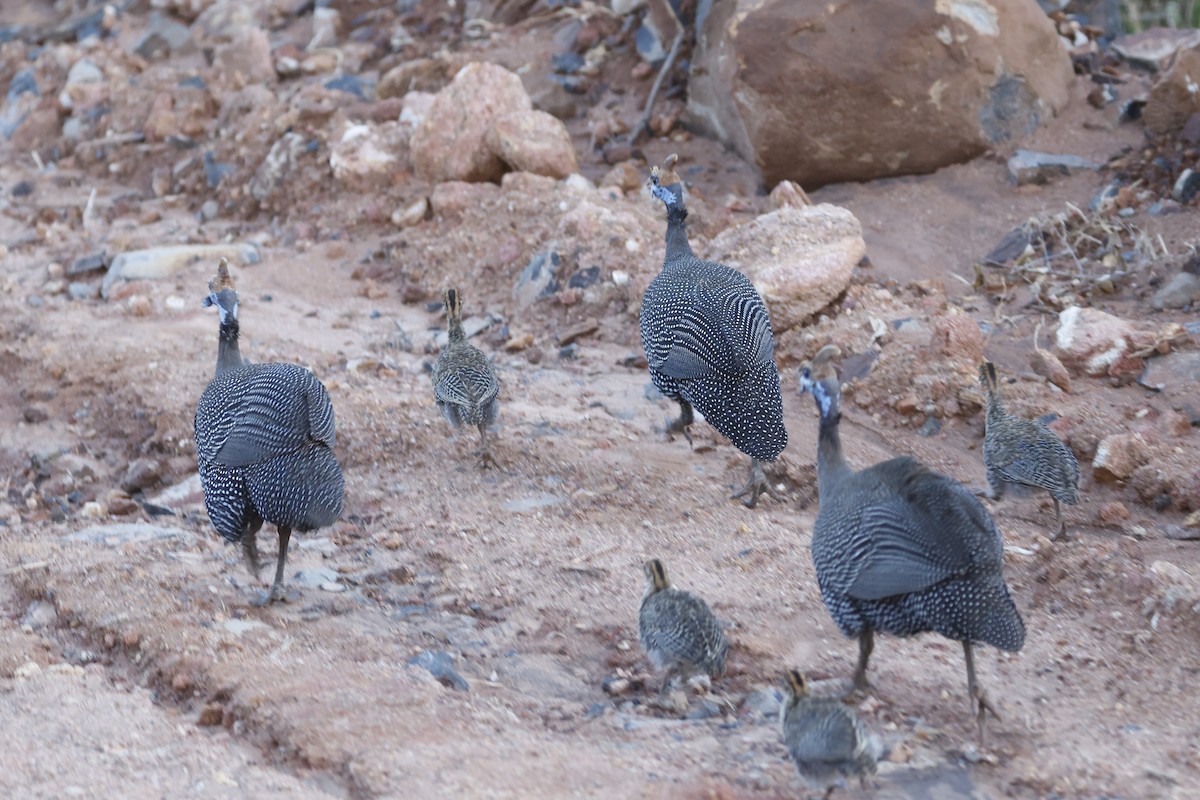 Helmeted Guineafowl - ML617423087