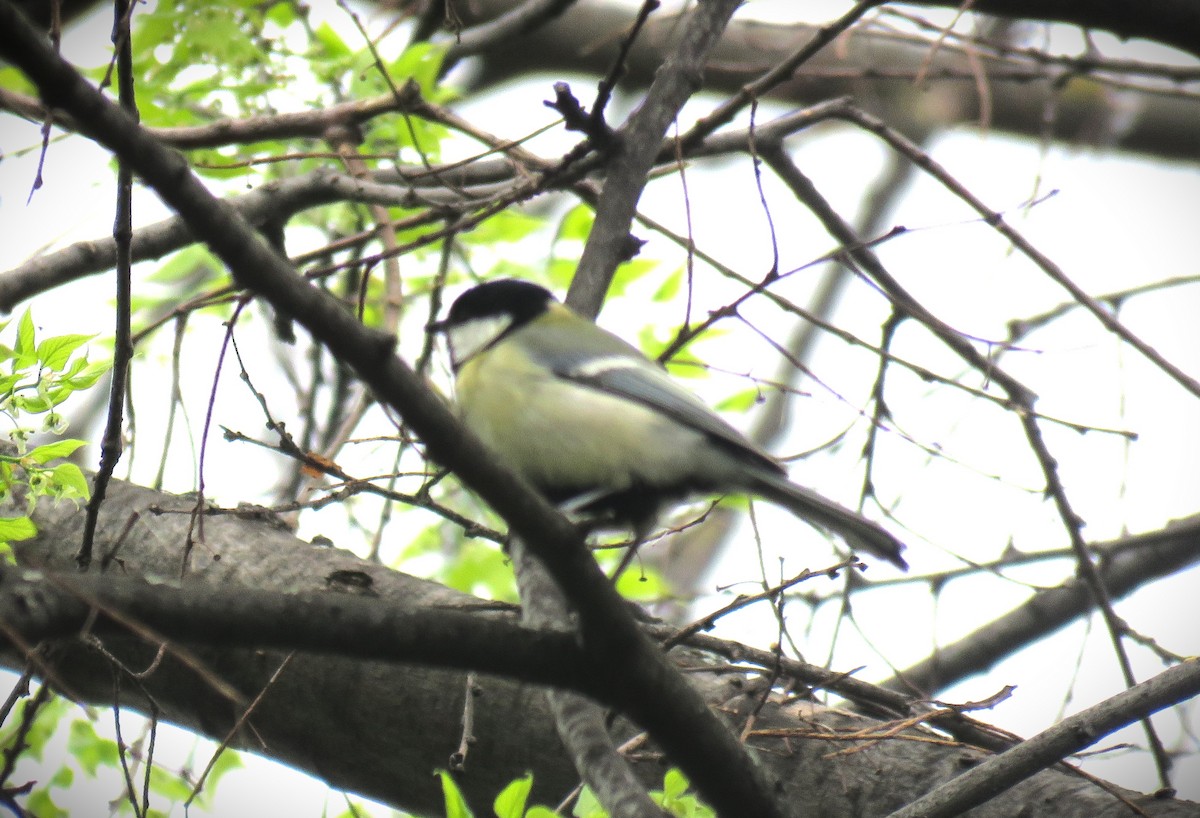 Great Tit - Michael Long