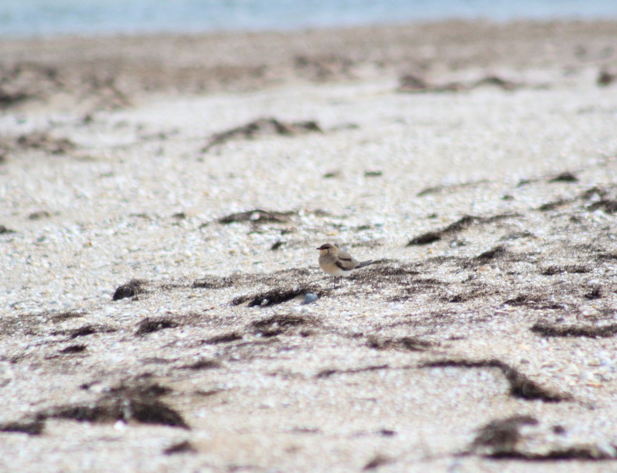 Collared Pratincole - ML617423091