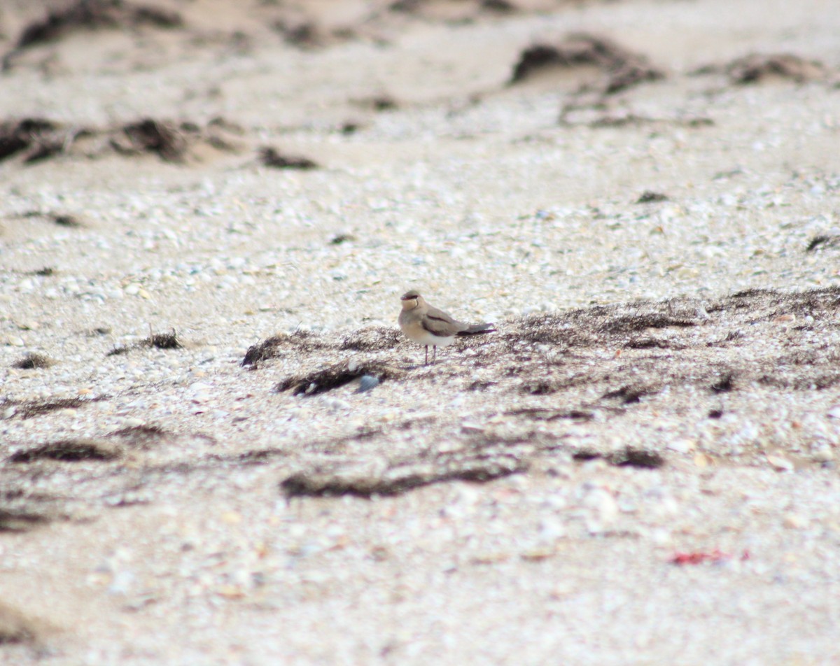 Collared Pratincole - ML617423093