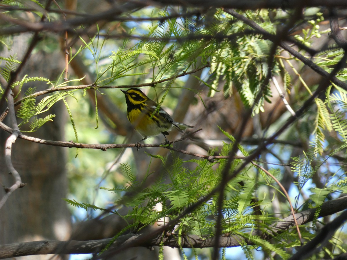 Townsend's Warbler - Nell Smith