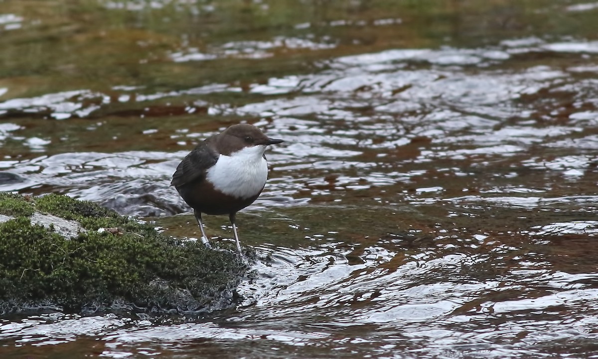 White-throated Dipper - Holly Page