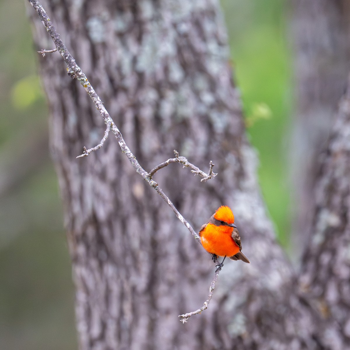 Vermilion Flycatcher - ML617423121