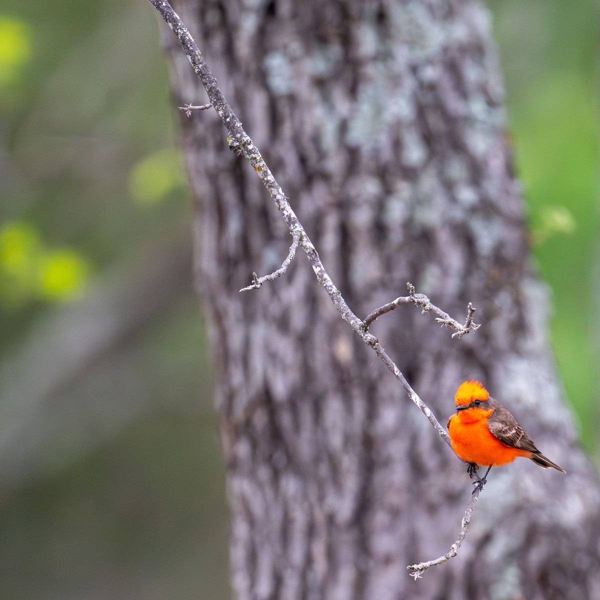 Vermilion Flycatcher - ML617423122