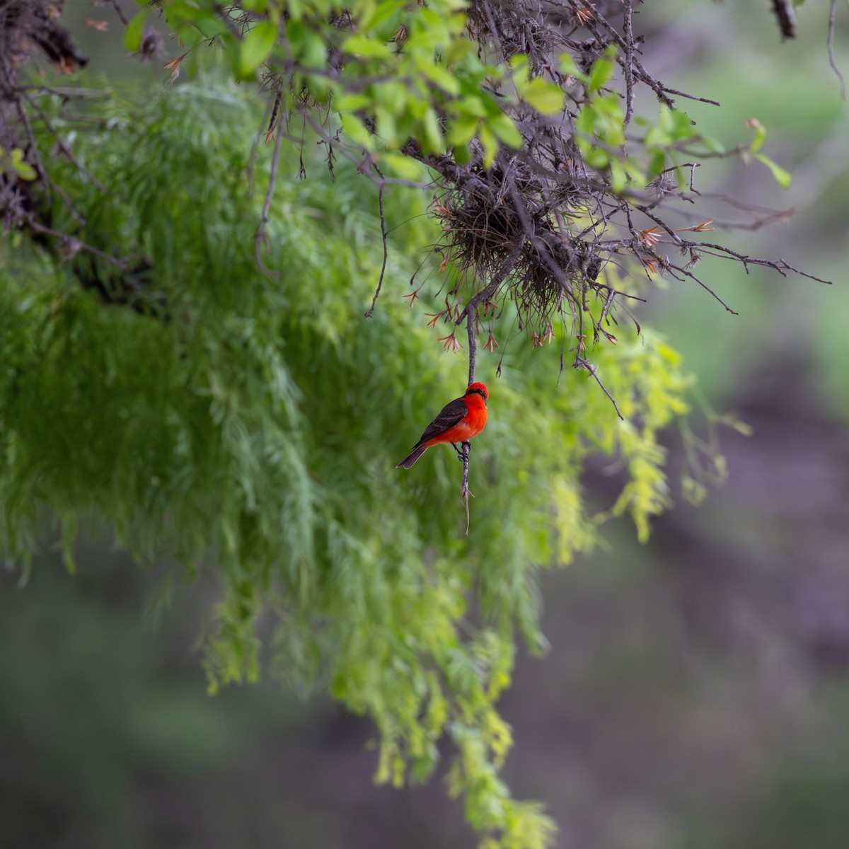 Vermilion Flycatcher - ML617423123