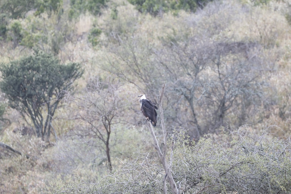 African Fish-Eagle - ML617423143