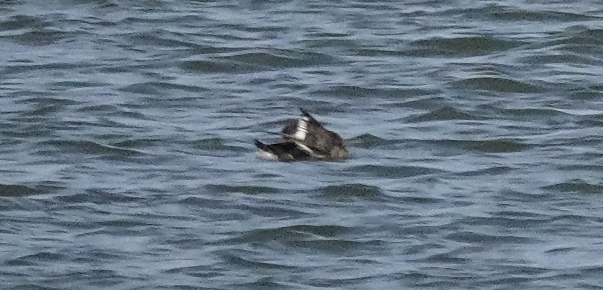Greater Scaup - ML617423146