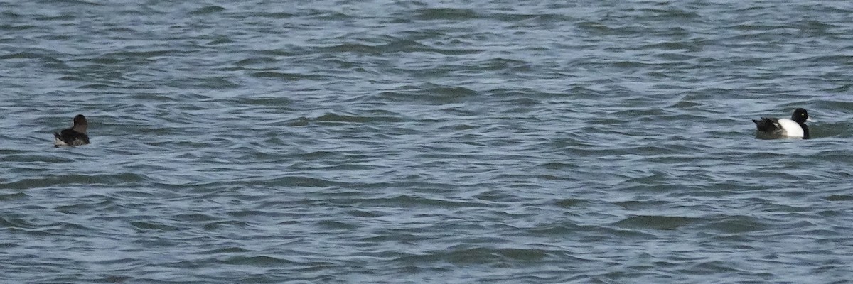 Greater Scaup - ML617423147